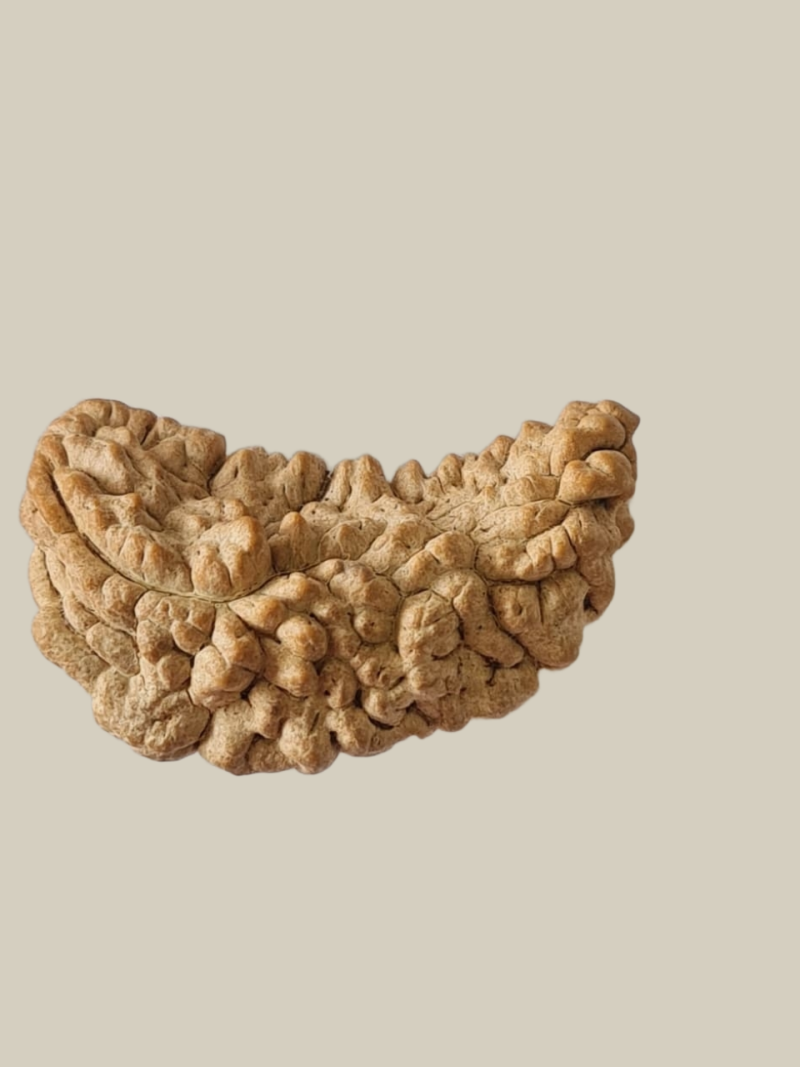 1 Mukhi Half-Moon Rudraksha-Collector